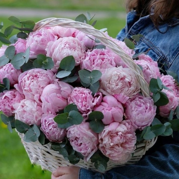 51 пион в корзине в Мармарисе